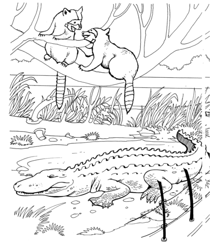 Two Raccoons And Alligator In A Zoo Coloring Page